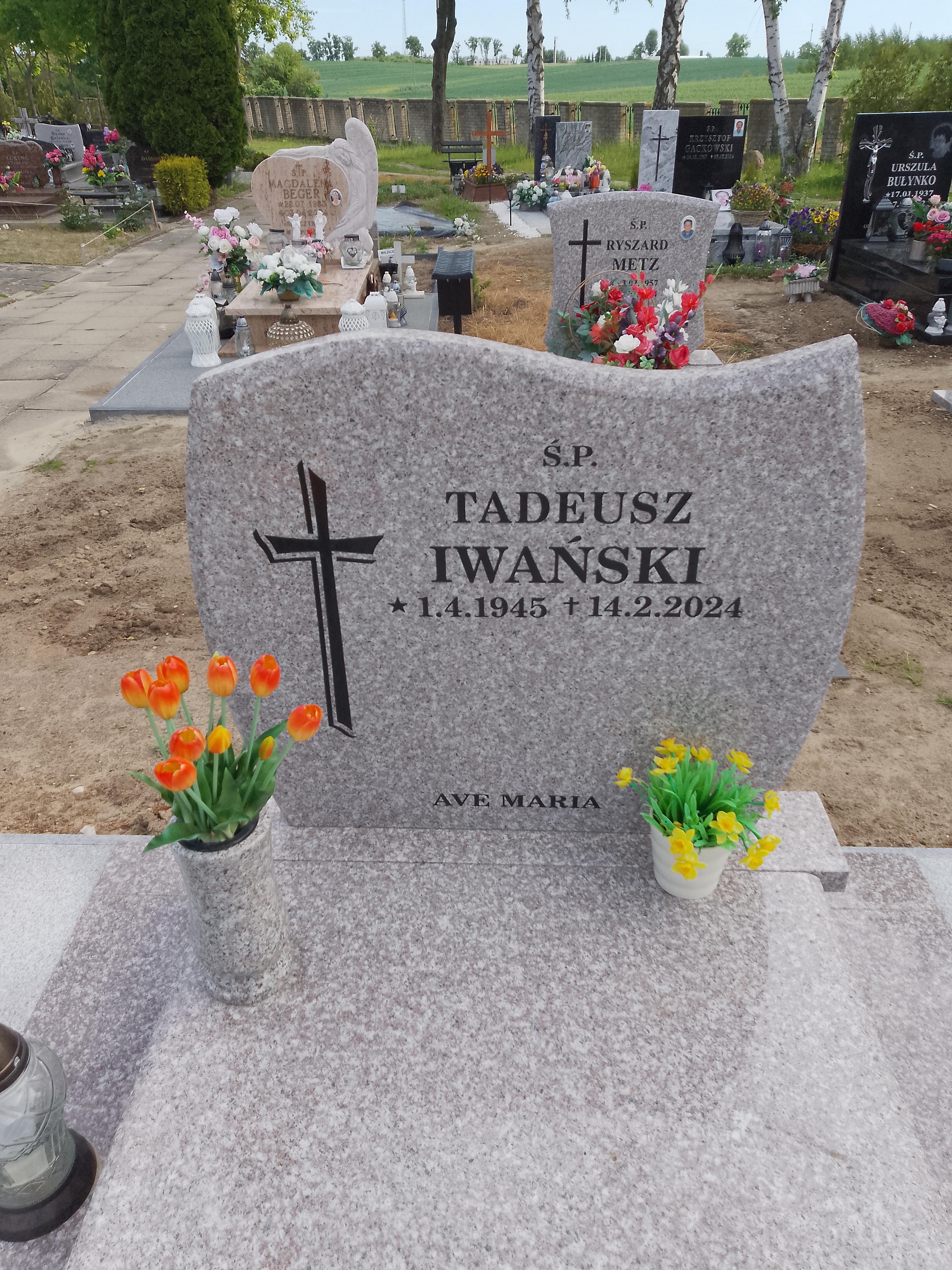 Tadeusz Iwański 1945 Sztum - Grobonet - Wyszukiwarka osób pochowanych